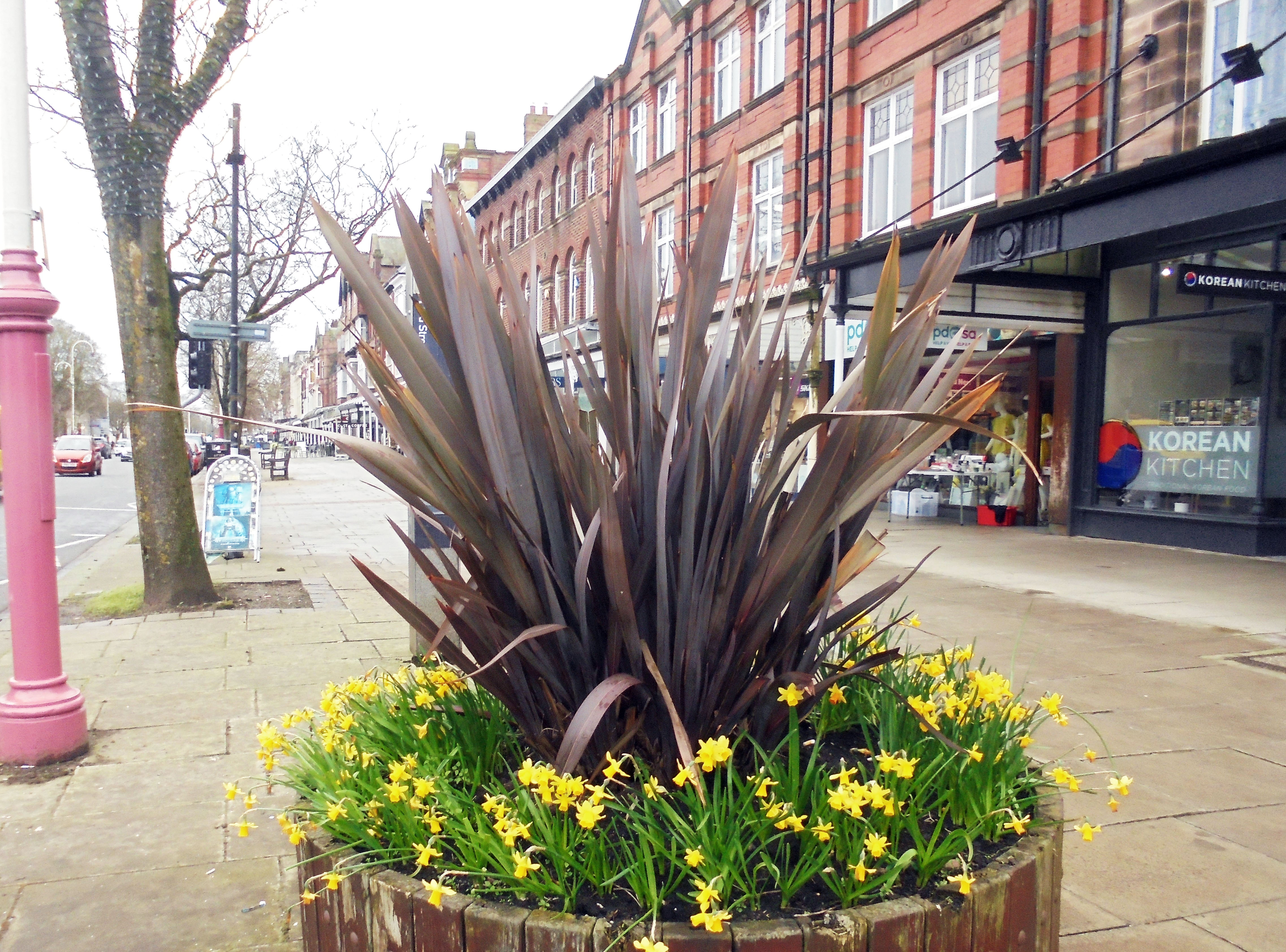 Image showing a decorative plant on Lord Street